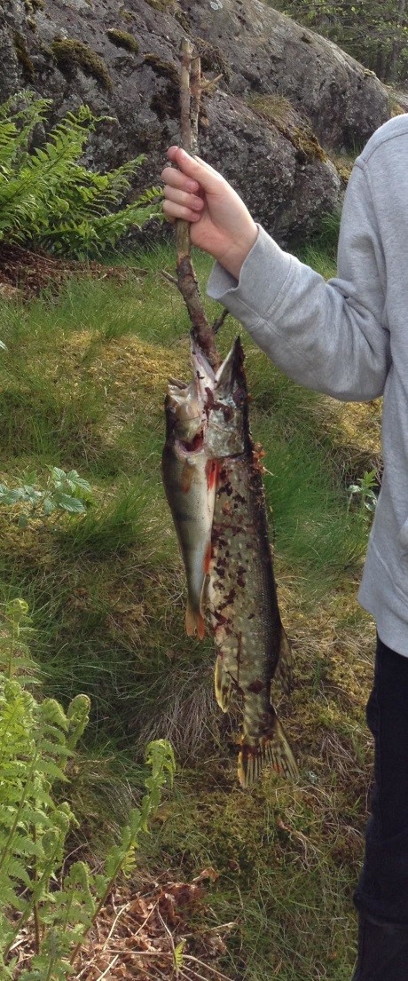 Freshly caught fish