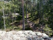 Swedish forest near Stockholm