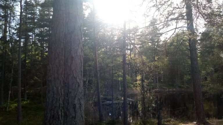 Swedish forest near Stockholm