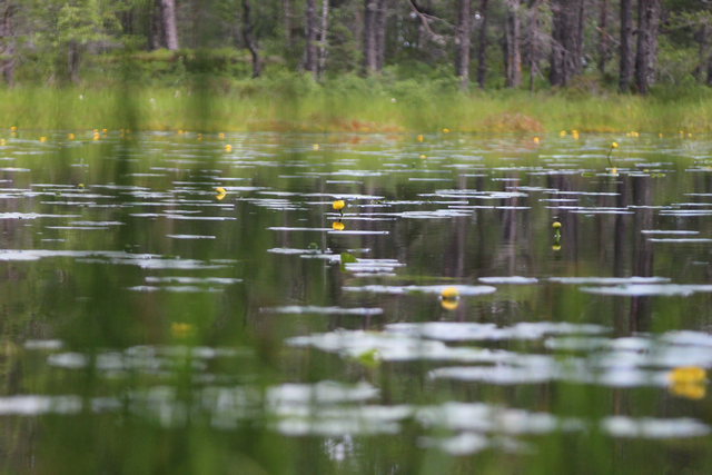 Pond lilies in Setesdal, Norway