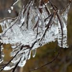 Hemsedal icicles on tree, Norway