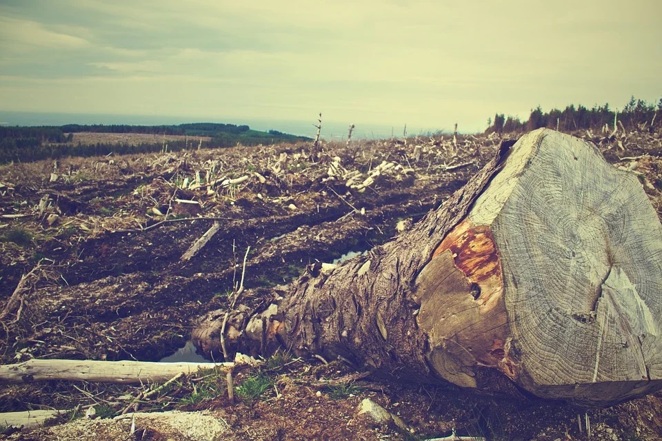 Logs lying in deforested field