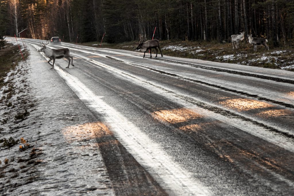 Reindeer on road in Norrbotten, northern Sweden